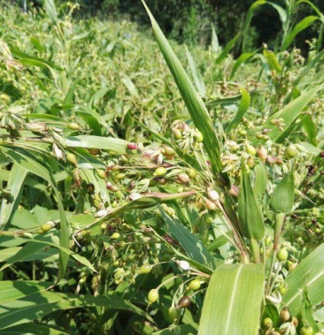 薏仁本地方叫六谷