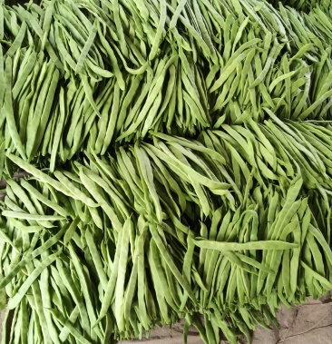 山东莘县扁豆刀豆扁青大量上市品质好价格优欢迎各地客户
