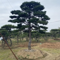 造型松