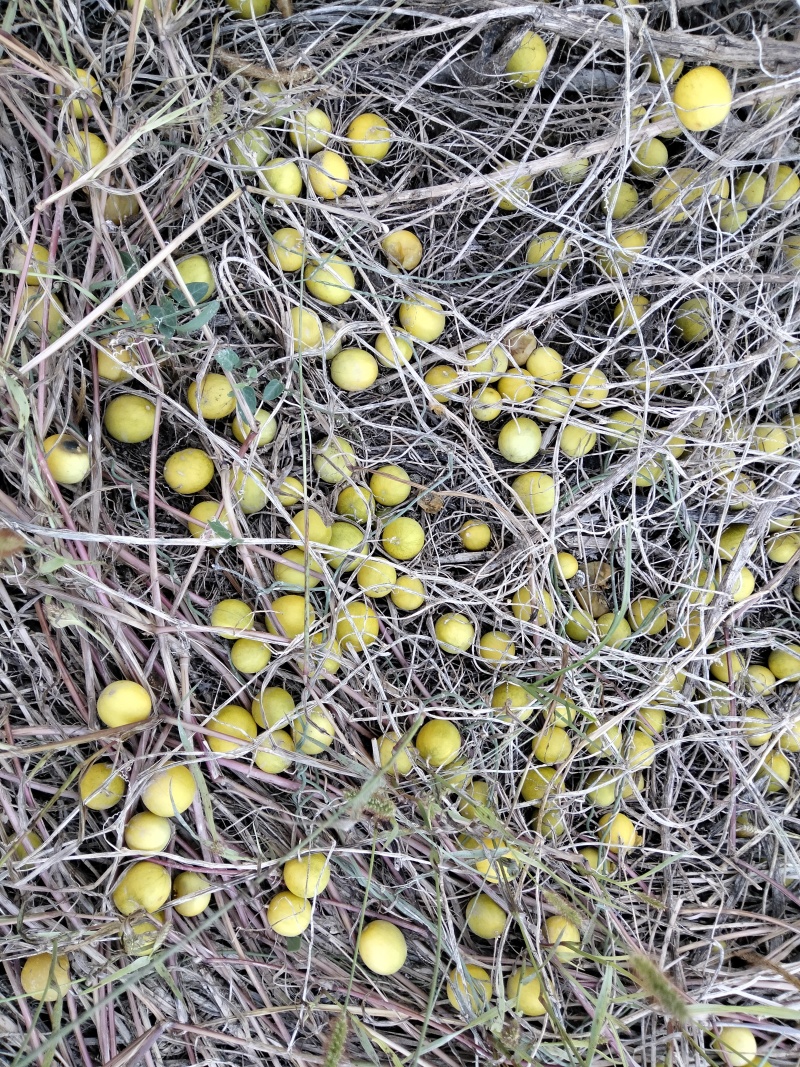 野生马泡瓜图片