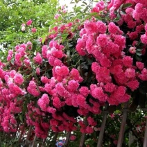 甜蜜红木香花苗白木香黄木香花苗十里香花苗庭院爬藤植物四季