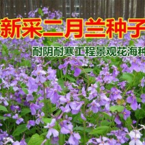 二月兰种子多年生易活宿根诸葛菜花种籽四季耐阴耐寒园林绿化