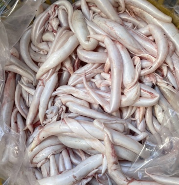 海钓黄鳗鲜胶现杀现卖一斤60条