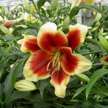 香水百合种球带芽耐寒四季盆栽室内外阳台花卉绿植种子浓香型