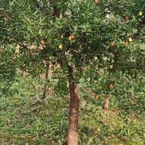 龙须枣树