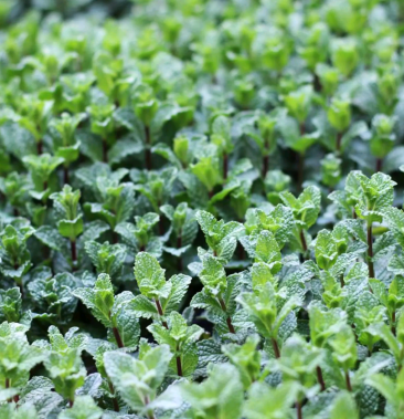 薄荷苗绿化专用可食用驱蚊虫味道清新