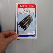 泷井交配茄子种子大黑龙茄子种子产地日本越冬早春保护地栽培