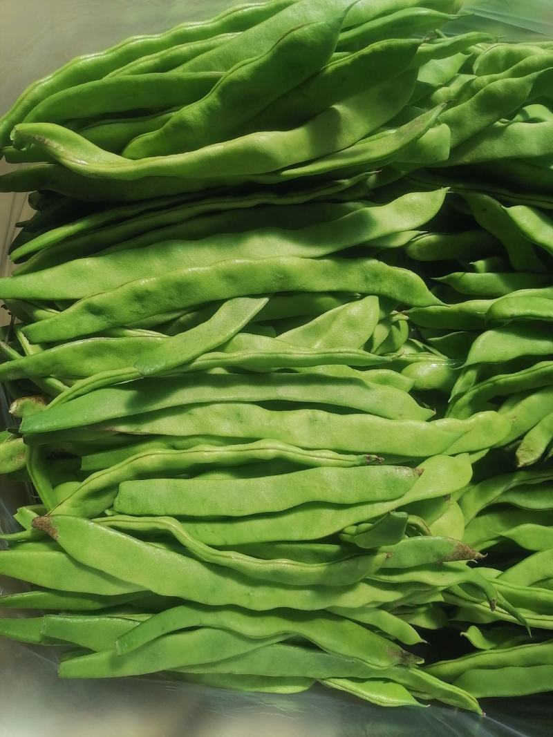 扁豆青扁豆绿扁豆聊城产地扁豆大量供应中