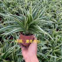 麦冬吊兰48盆/箱怕冷植物种植基地发货全年大量供应
