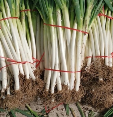 山东铁杆大葱毛葱净葱产量大保证供应电商社区团购