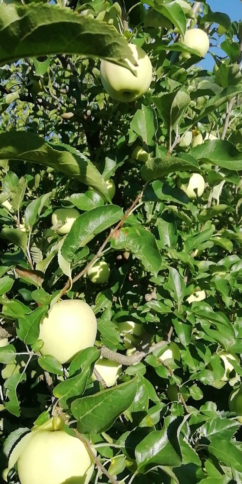 青龙县大山解代黄元帅苹果上红色的黄香蕉.