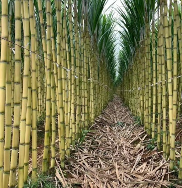 [甘蔗批发]黄金甘蔗价格1.20元/斤 - 一亩田