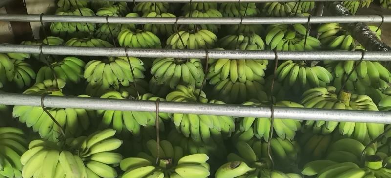 香蕉批发店