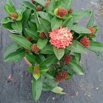 双色龙船花盆栽仙丹花百日红山丹英丹花大叶龙船花