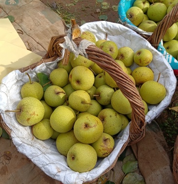 优质酸梨,皮薄口松,甜酸可口,大量出售,有意者请联系我.