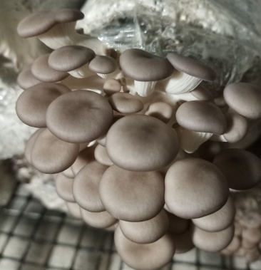 [小黑平菇批发]食用菌茹,小黑平价格2.00元/斤 - 一亩田