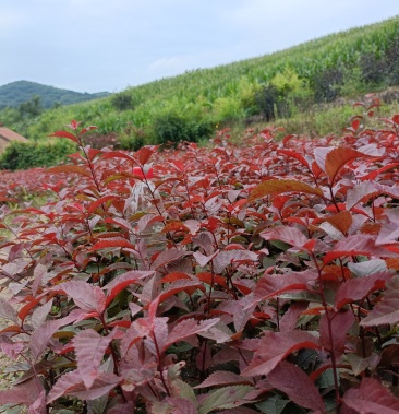 [批發]紅葉榆葉梅小苗價格0.40元/棵 - 一畝田