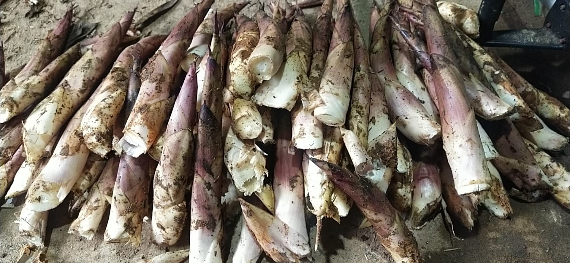 雷竹笋刚出土的形态特写