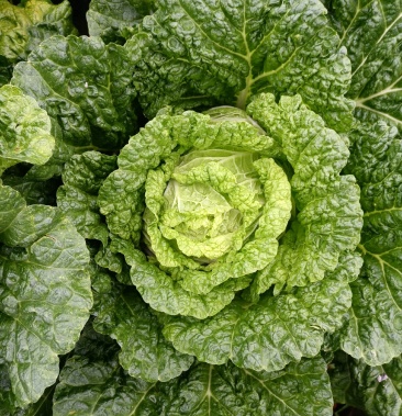 云南山地黄心大白菜口感不错货源充足量大从优