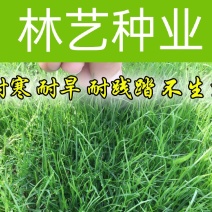 马尼拉草籽草坪种子矮生庭院四季青绿化多年生护坡固土草种