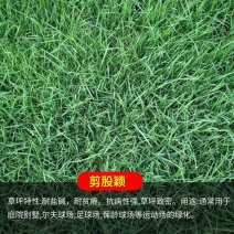 剪股颖草坪细弱型翦股颖匍匐型草皮草坪种子颜色深绿