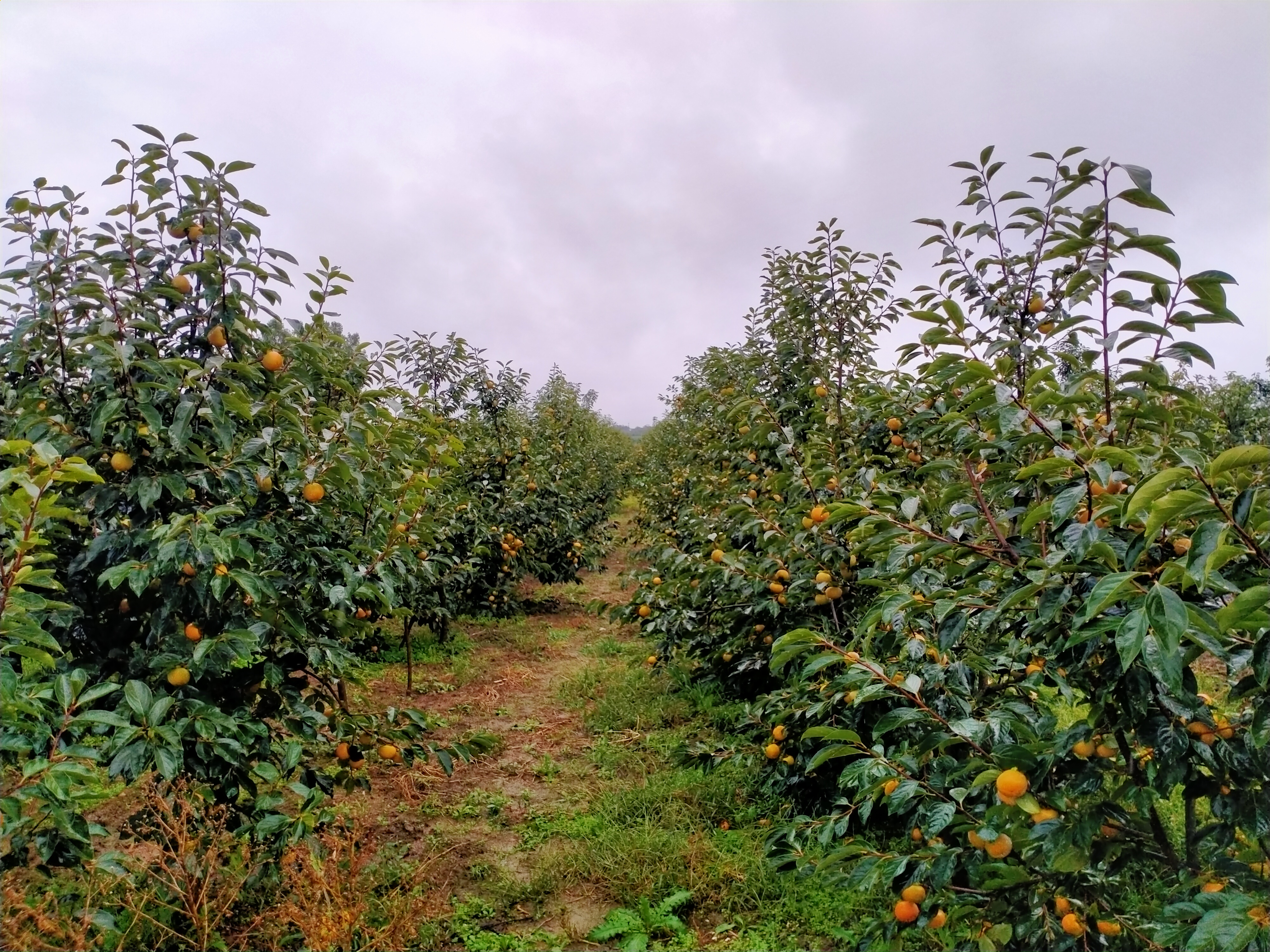 张坊镇小磨盘柿果园全景