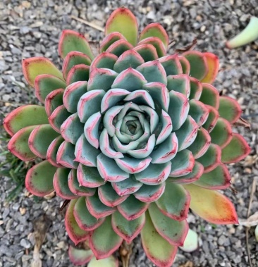 [多肉植物批发]120#艳姫,24装,6.4元,整件发货价格6.40元/棵 - 一亩田