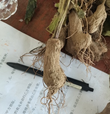 [鲜白术批发]白珠价格3.50元/斤 - 一亩田