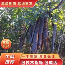 优质多刺皂角苗基，基地直供现挖现卖死苗补发回收产品。