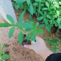 马鞭草柳叶马鞭草花海紫色花海质量好价格低