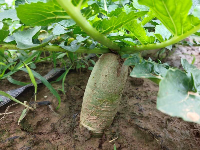 一台红色四行气吸式水果萝卜播种机正在平整的沙壤土田块中作业,机器后方可见均匀分布的播种痕迹,操作人员在驾驶座上监控仪表盘数据,背景为春季晴朗天空 水果萝卜播种机田间作业实景图