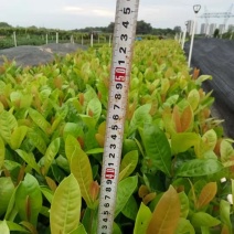 东莞基地直销精品大叶龙船花看上可以电话联系