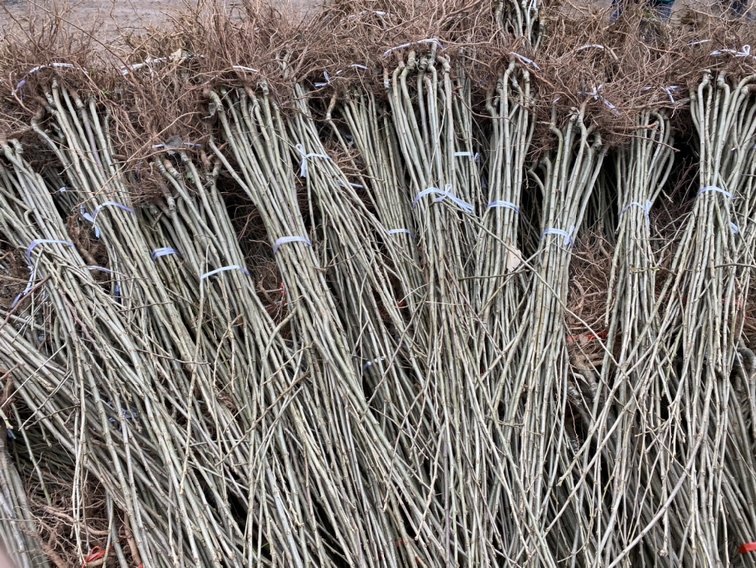 温室中板栗南瓜幼苗整齐排列,进行早春育苗 板栗南瓜春季温室育苗场景