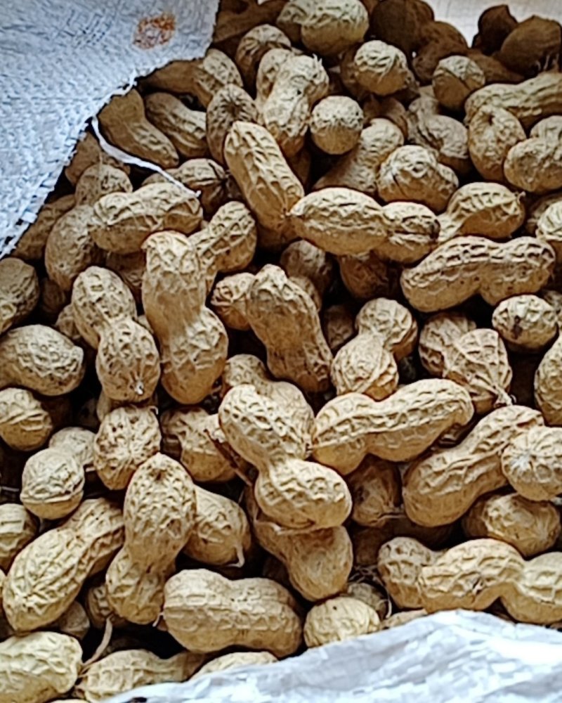 优质鲁花花生种子,手选,白静,双子无尾毛.