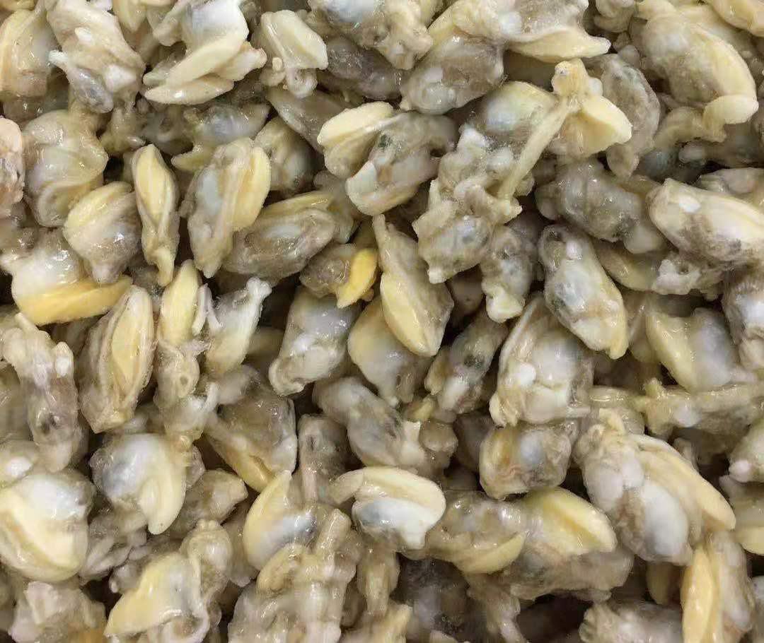 花蛤产地分布图