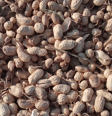 出售大量优质花生罗汉果按质论价欢迎前来洽近千亩