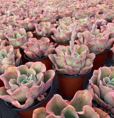 [多肉植物批发]127元#花之鹤,24装,5.3元/盆价格5.30元/棵 - 一亩田