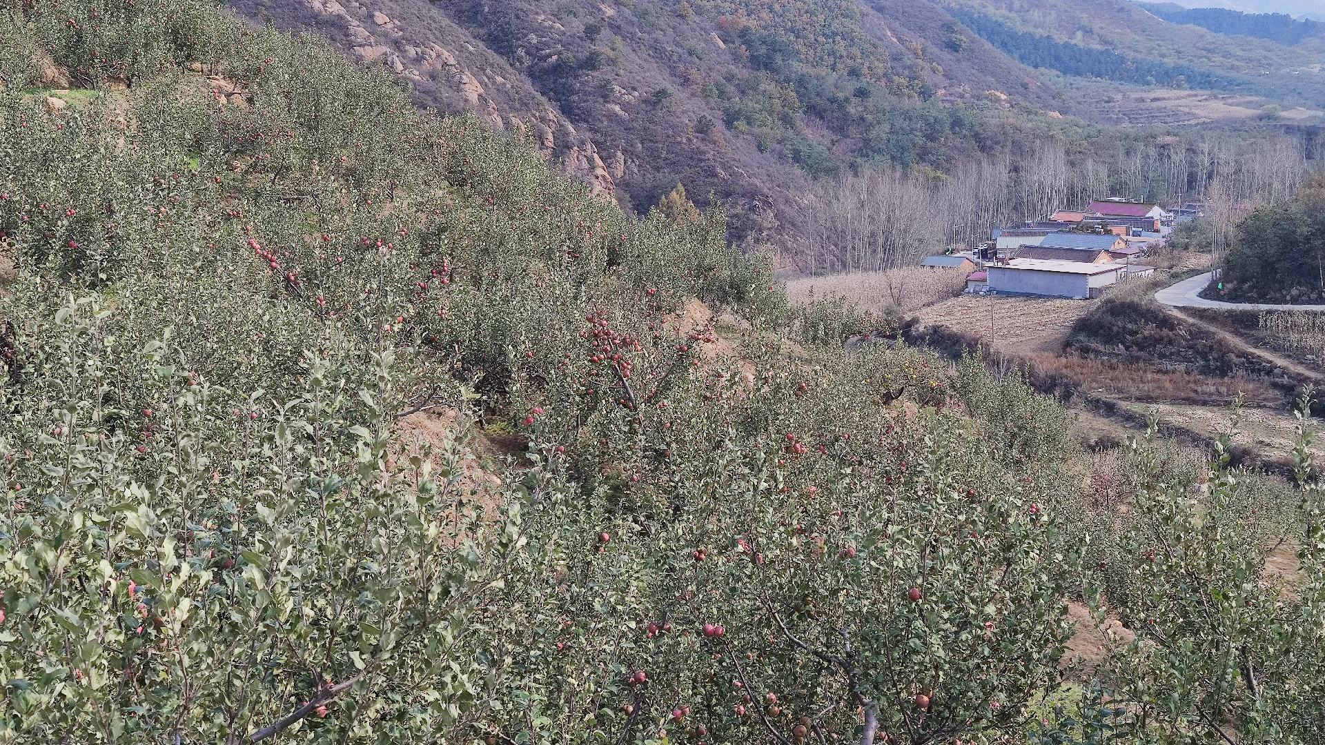 乡宁县苹果种植基地航拍图