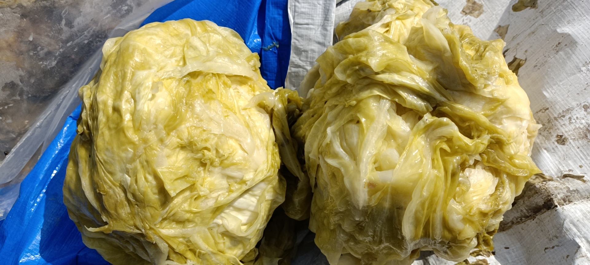 泡娃娃菜成品展示