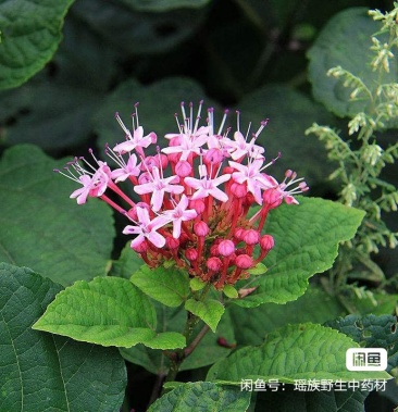 野生臭牡丹根鮮貨可零售可批發包郵