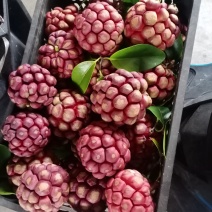 布福娜，黑老虎！