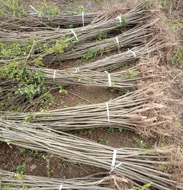 [紫穗槐批发]1.5公分以上紫穗槐大量供应价格1.80元/棵 - 一亩田