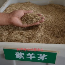 紫羊茅种子工程绿化草坪种子护坡固土草籽庭院矮生高羊茅草种