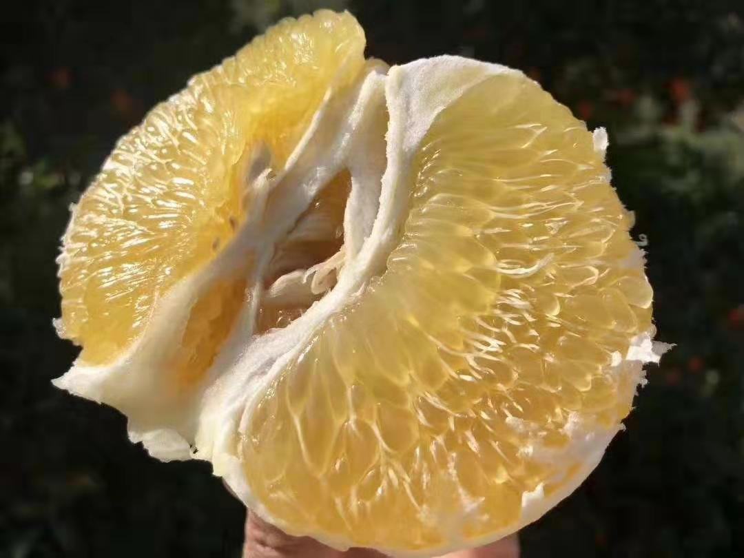 一个被横向切开的黄金蜜柚,露出完整的圆形剖面,金黄色的果肉饱满多汁,每一瓣都清晰分明,部分果粒微微爆开,显示出高水分含量。旁边配有白色瓷盘和银色小勺,突出其即食便捷性 黄金蜜柚切开展示图