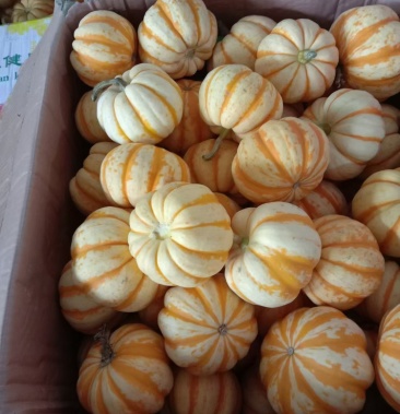 山东太阳果迷你小南瓜按个批发