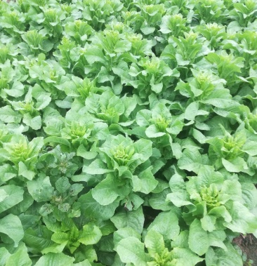 白皮圆叶莴笋少量有货,自产自销