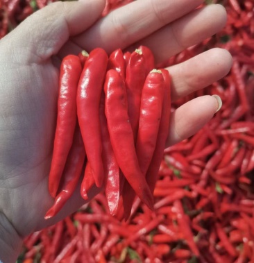 红辣椒红太阳传奇九成干度量大质量好需要可以联系