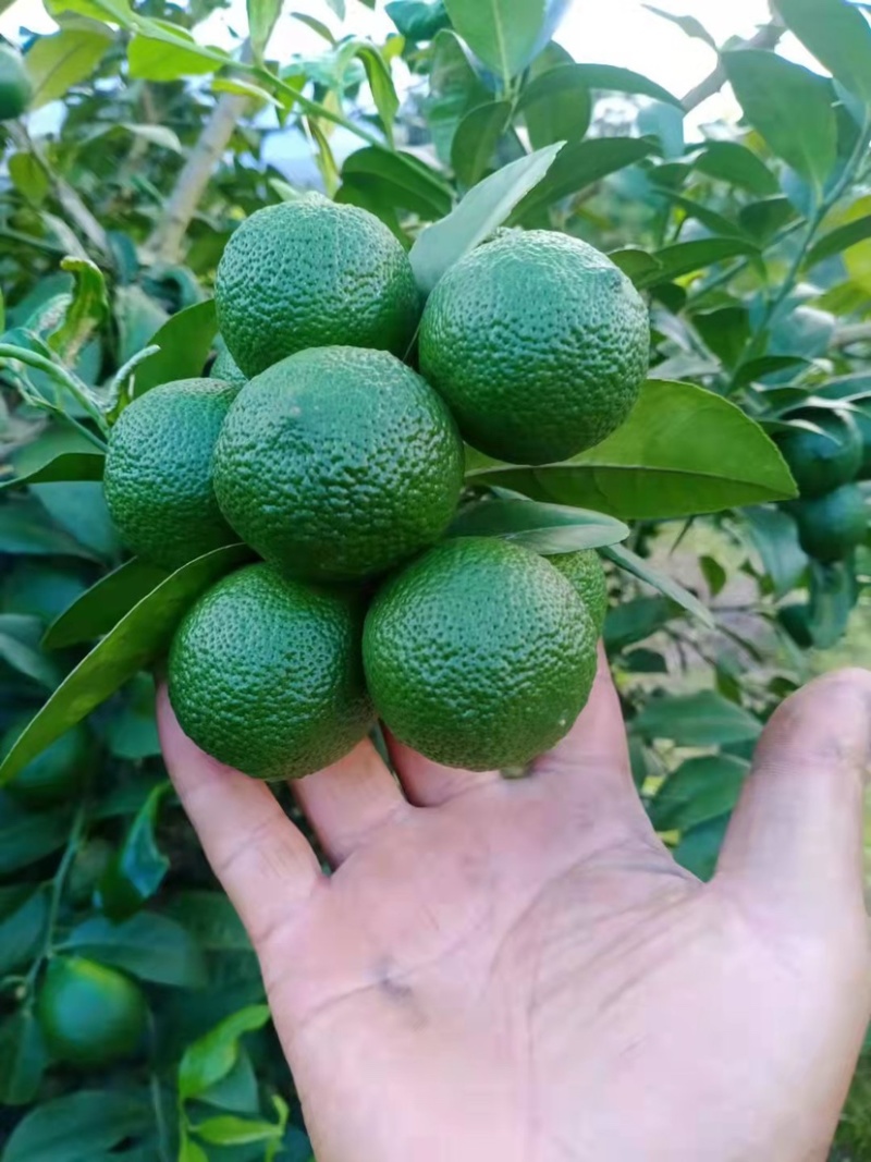 越南青柠檬小柠檬冬阴功原料香水青柠檬小青柠餐饮专用