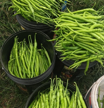 [二荆条辣椒批发]青黄皮软皮二荆条价格3.00元/斤 - 一亩田