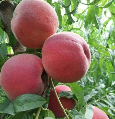 夏甜桃树苗 中熟品种 夏甜桃苗脆甜离核丰产保证品种